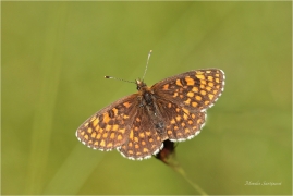 <p>HNĚDÁSEK JITROCELOVÝ (Melitaea athalia)Slovensko - Volovské vrchy ----- /Heath fritillary - Wachtelweizen-Scheckenfalter/</p>